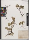 Foto von Salix reticulata L.